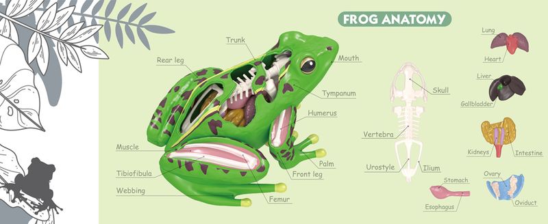 The Anatomy of a Frog