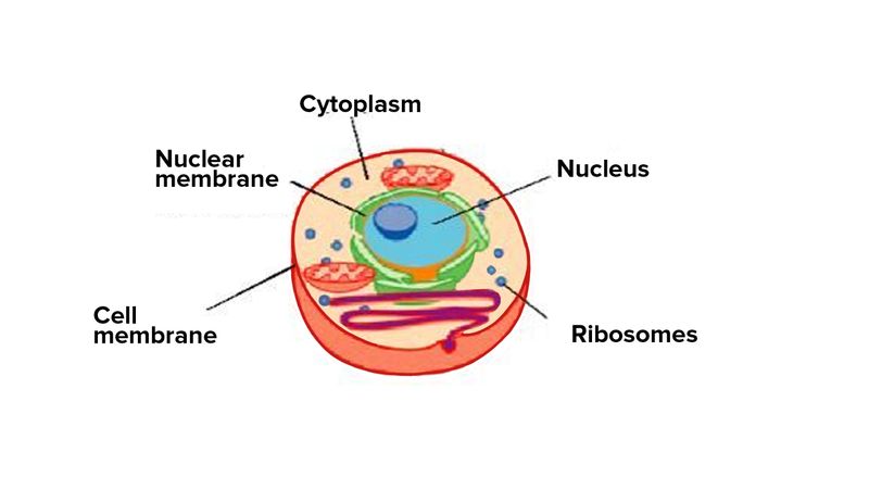 The Parts of a Cell