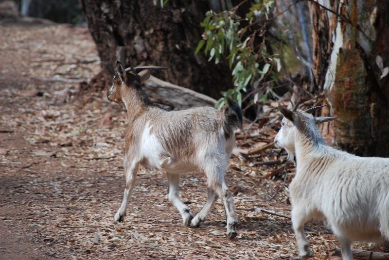 Australia's Unlawful Roaming Goats