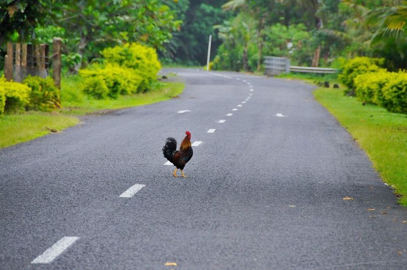 Don’t Let Your Chickens Cross the Road in Quitman, Georgia