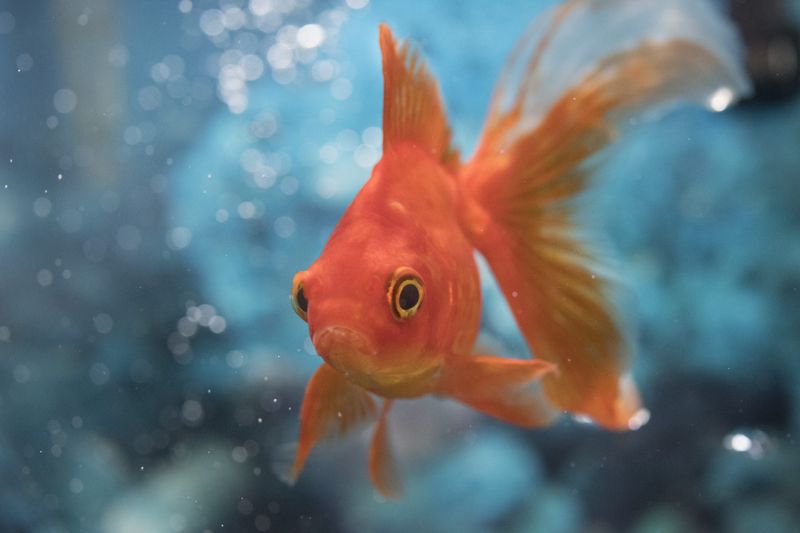 Goldfish Have a 3-Second Memory