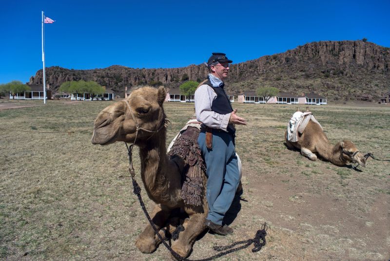 No Camel Trading on Sundays in Arizona