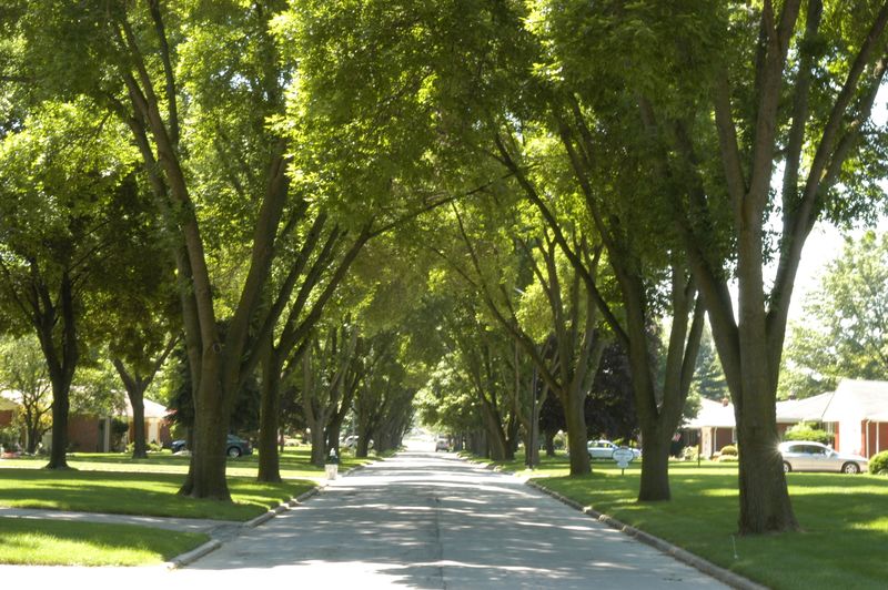 Tree-Lined Streets