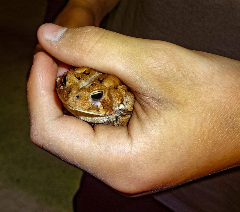 Touching a Frog or Toad Gives You Warts