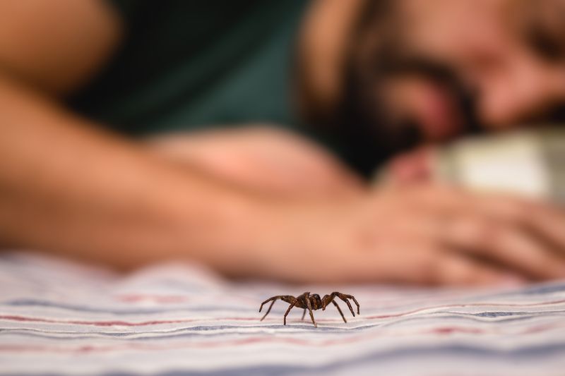 You Swallow Eight Spiders a Year in Your Sleep