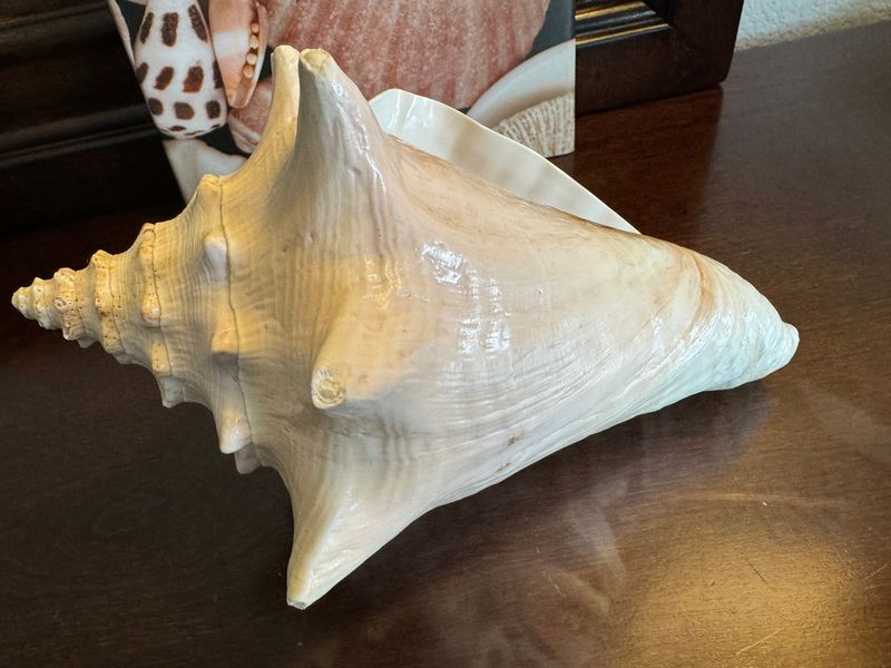 Key West Conch Shell