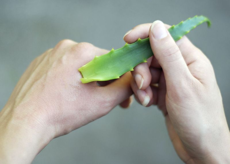 Aloe Vera for Burns