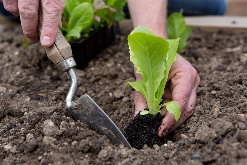 Gardening Basics