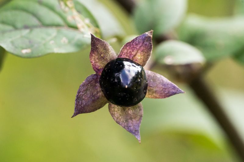 Belladonna Eye Drops