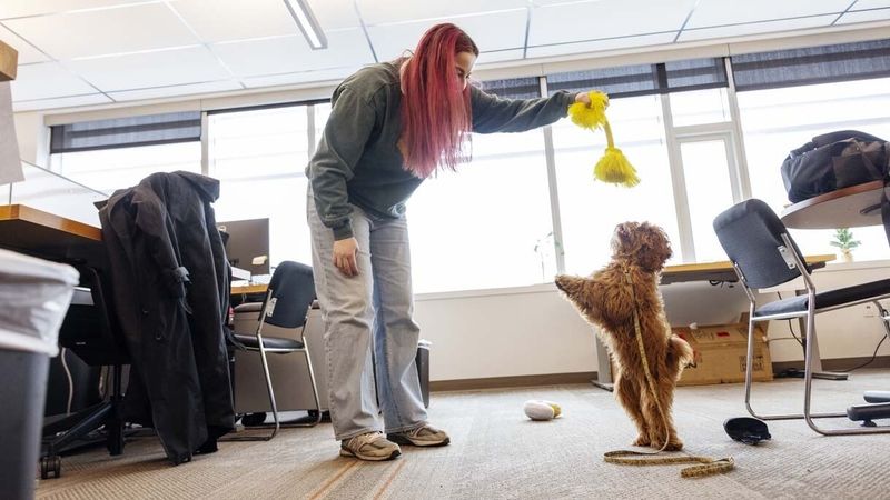 Pet-Friendly Offices