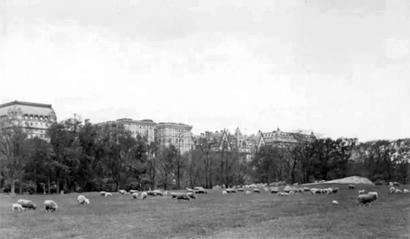 The Sheep Meadow, Early 1900s