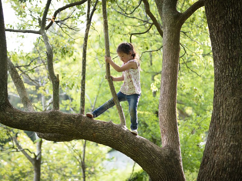 No Tree Climbing Allowed