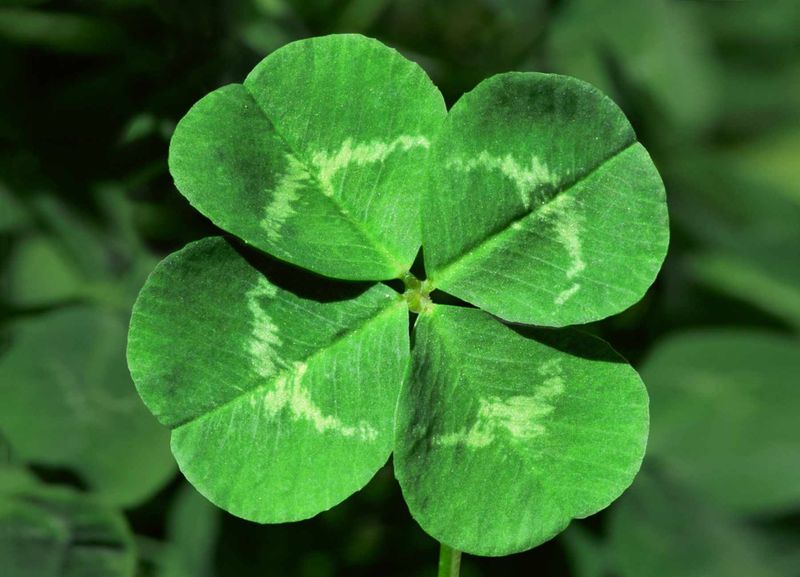 Four-Leaf Clover Fortune
