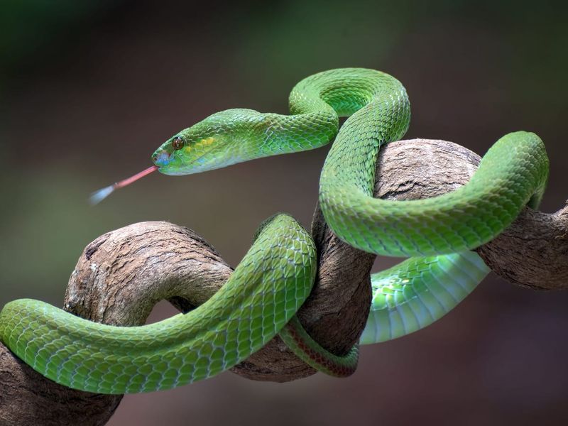 Snake Dreams Warnings