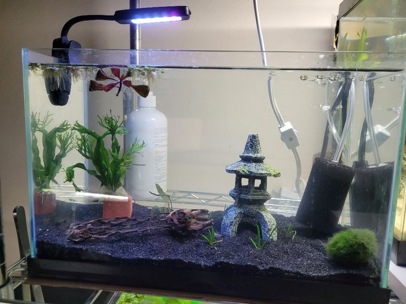 The Fish Tank With One Surviving Fish