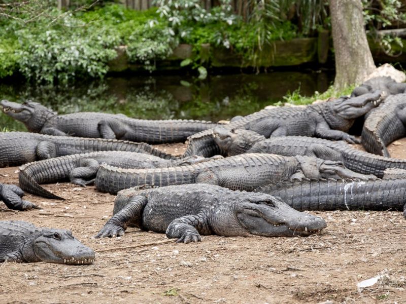 Alligator Farms' Reptilian Spectacles