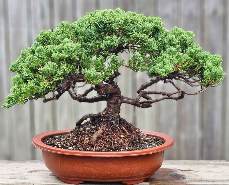 Bonsai Trees in Cans