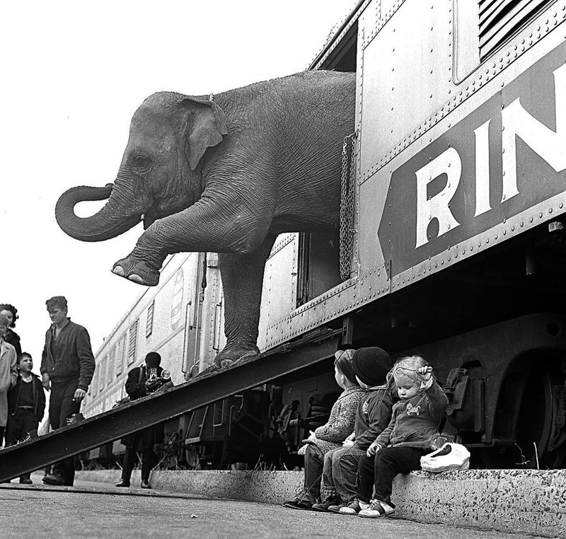 No Elephants On The Beach