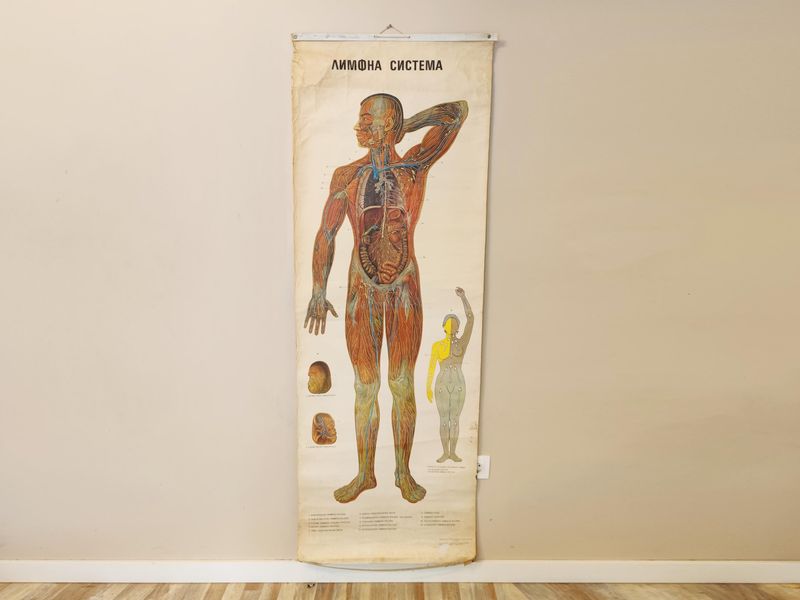 Classic Anatomy Posters