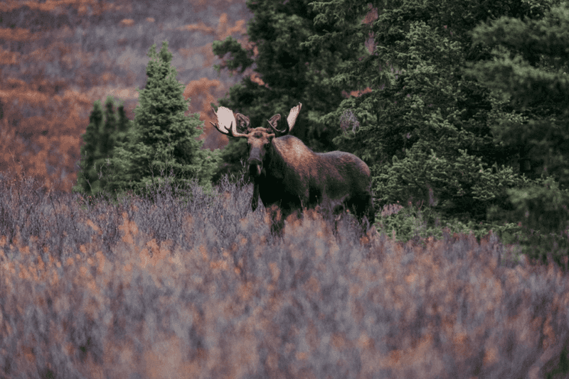 The Moose Riding Ban