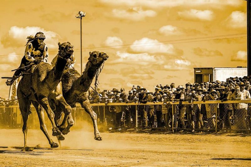 The Sahara's Camel Races