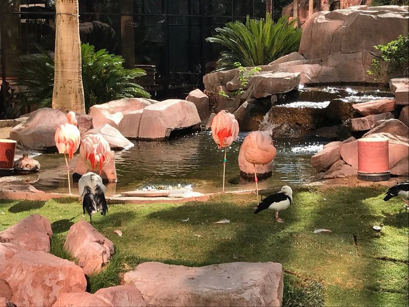 The Famous Flamingo Flamingos