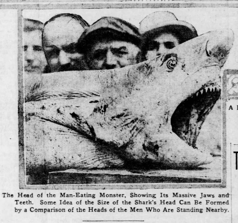 The Real Inspiration for Jaws