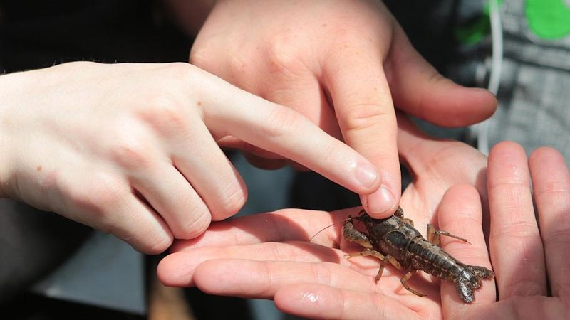 Catching Crawdads in Creek Beds